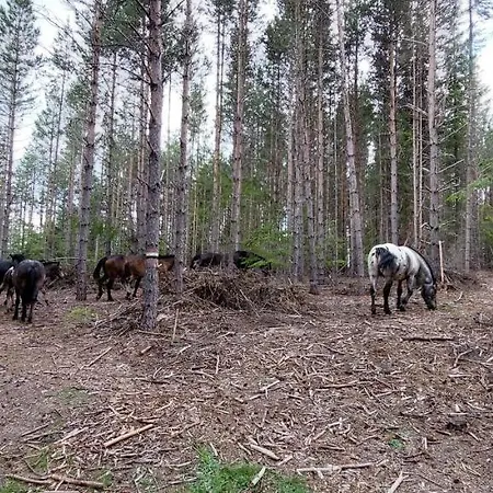 Хижа орцево
