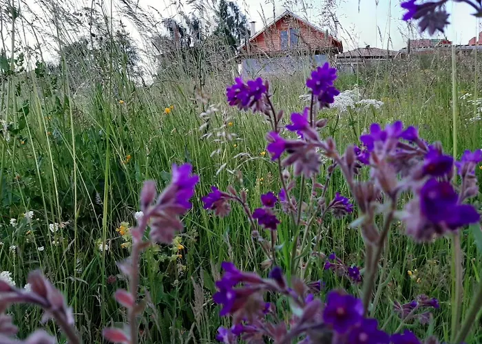 орцево Ortsevo