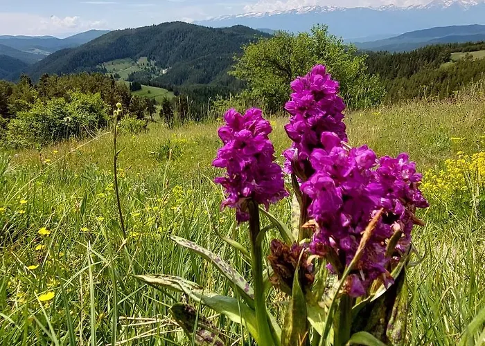 орцево Ortsevo