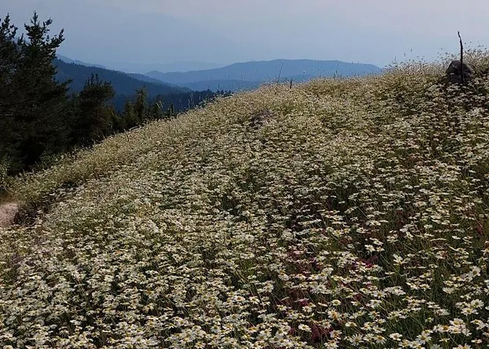 орцево * Ortsevo